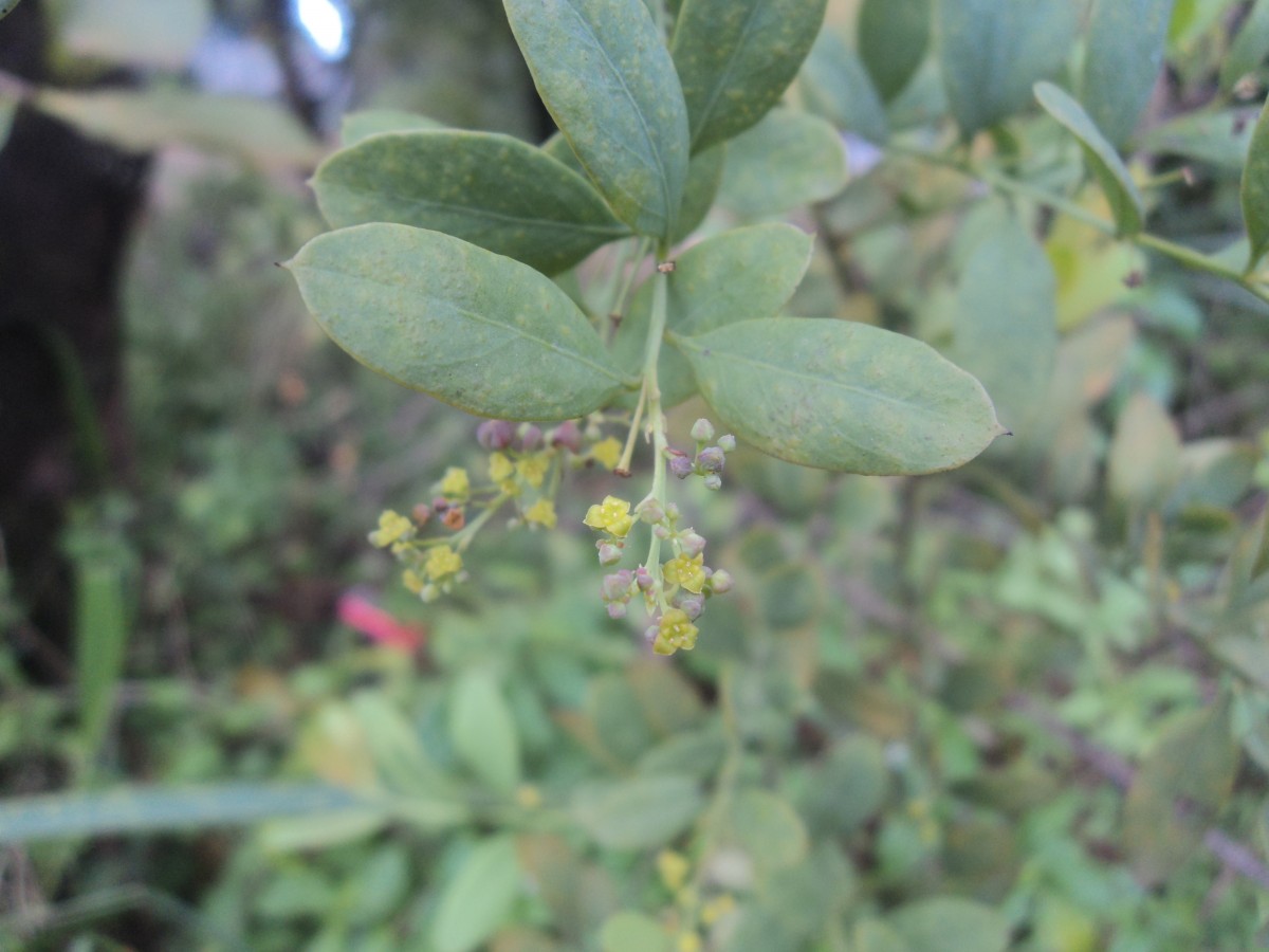 Osyris lanceolata Hochst. & Steud.